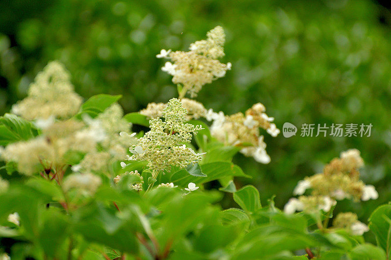 绣球花/圆锥花序绣球花